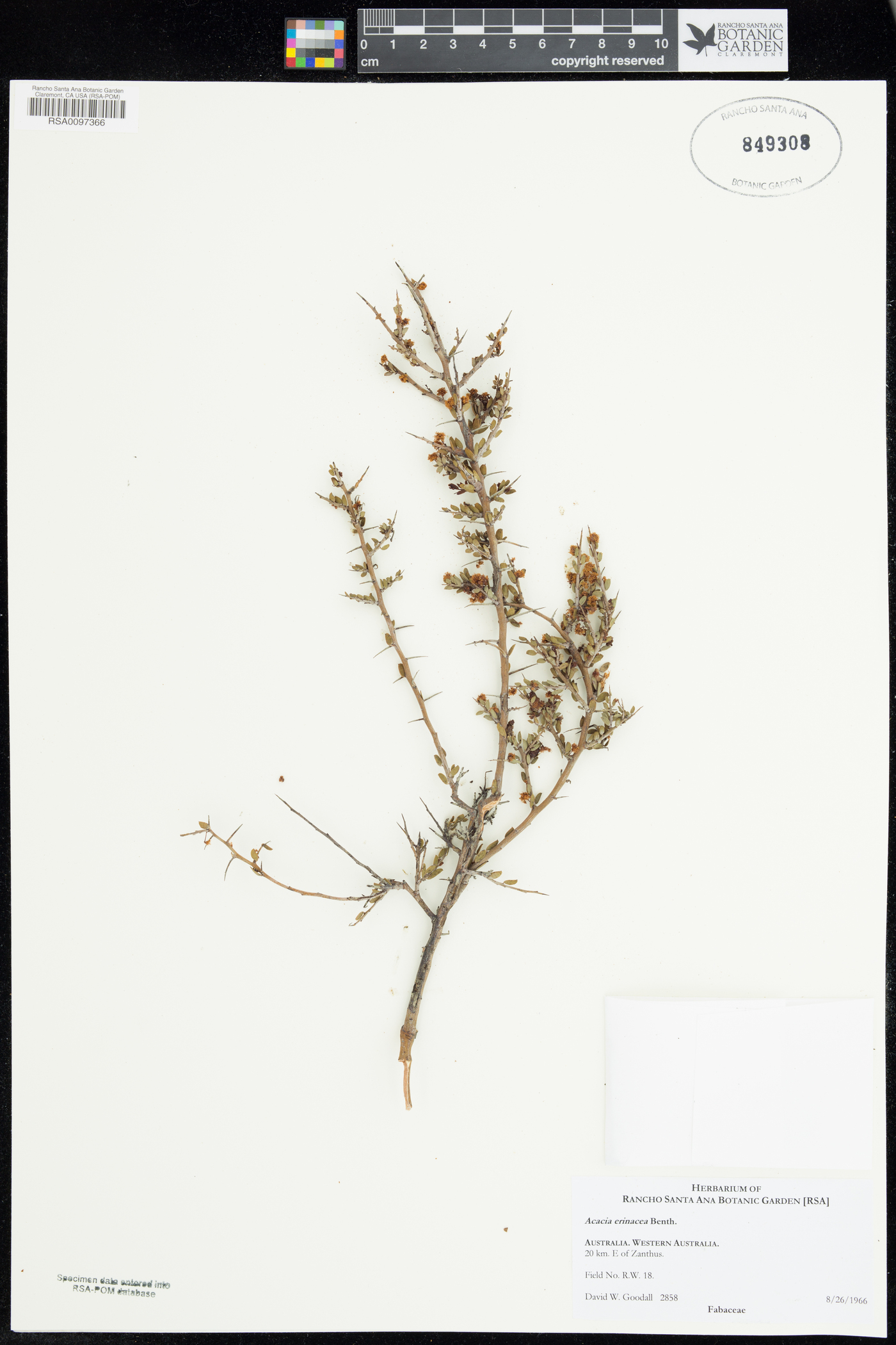 Acacia erinacea image