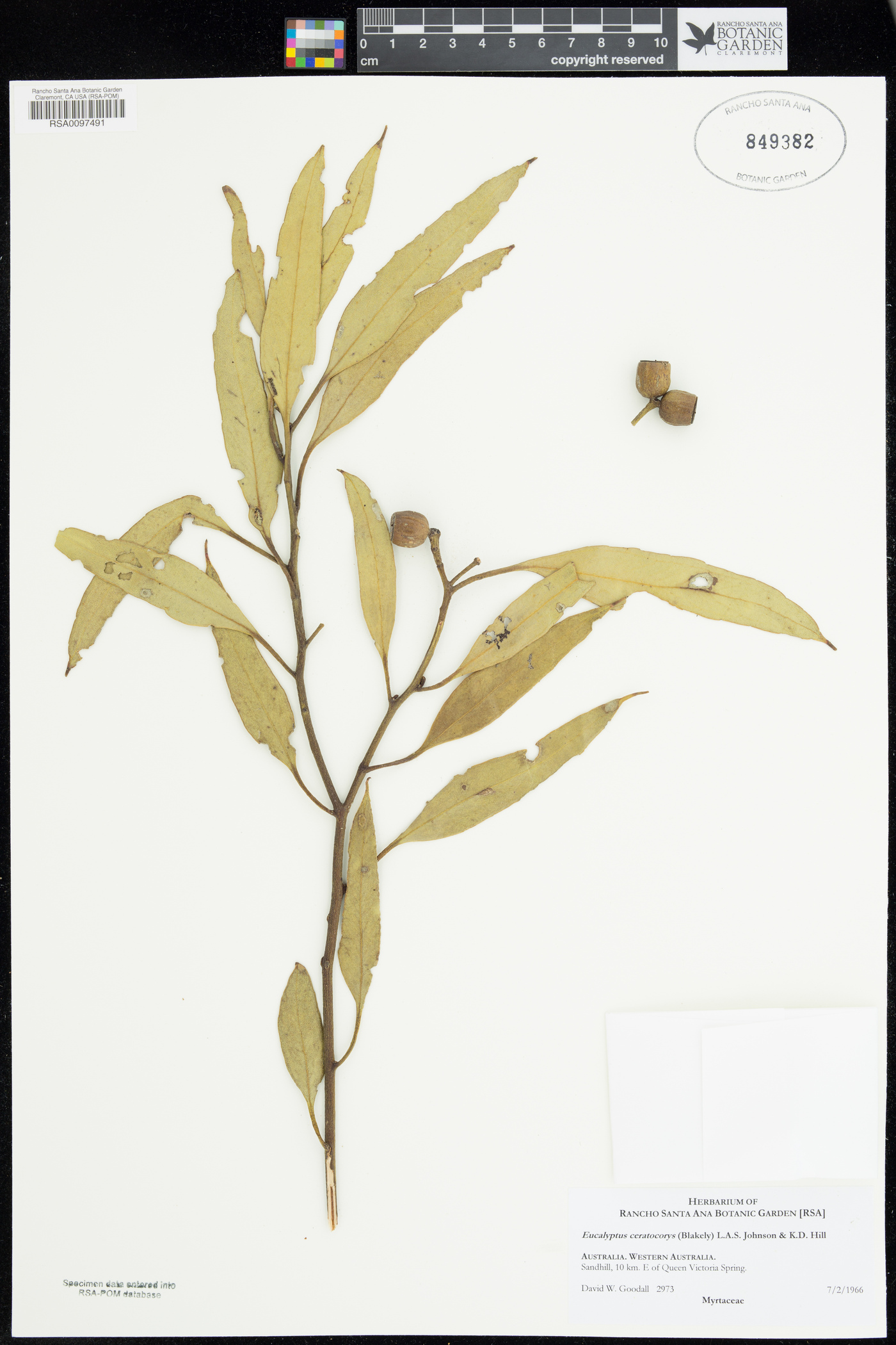 Eucalyptus ceratocorys image