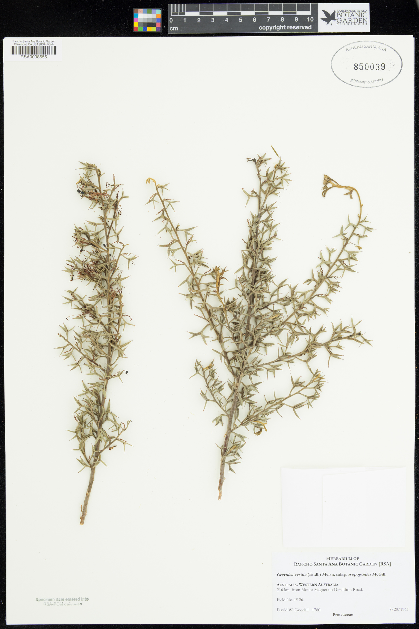 Grevillea vestita subsp. isopogoides image