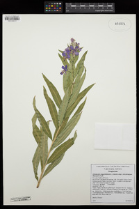 Chamerion angustifolium image