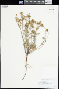 Image of Andersonia heterophylla