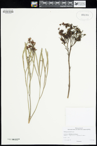 Image of Stirlingia latifolia