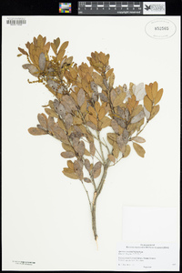 Quercus vacciniifolia image