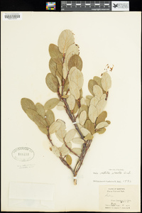 Salix vestita image