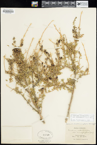 Keckiella antirrhinoides var. microphylla image