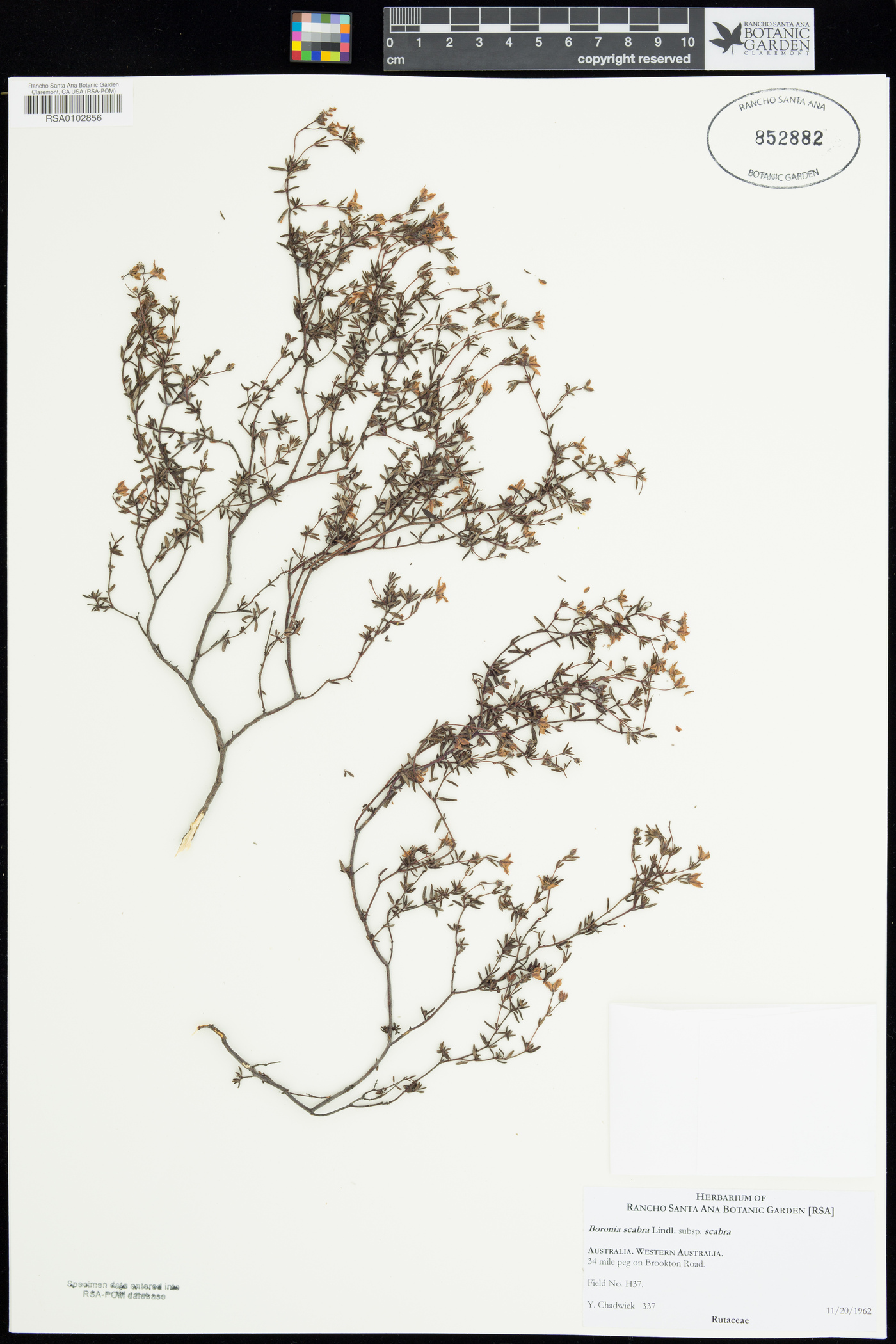 Boronia scabra subsp. scabra image
