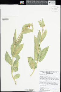 Asclepias vestita image