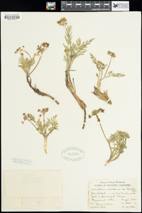 Lomatium nevadense var. parishii image