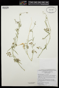 Funastrum hirtellum image