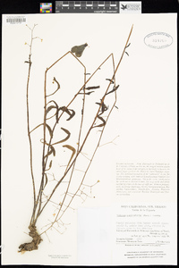 Talinum paniculatum image