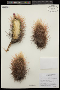 Sclerocactus johnsonii image