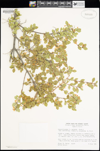 Symphoricarpos rotundifolius var. parishii image