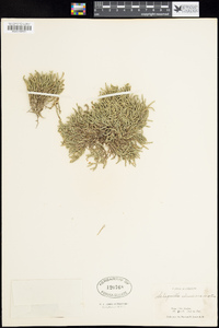 Selaginella columbiana image