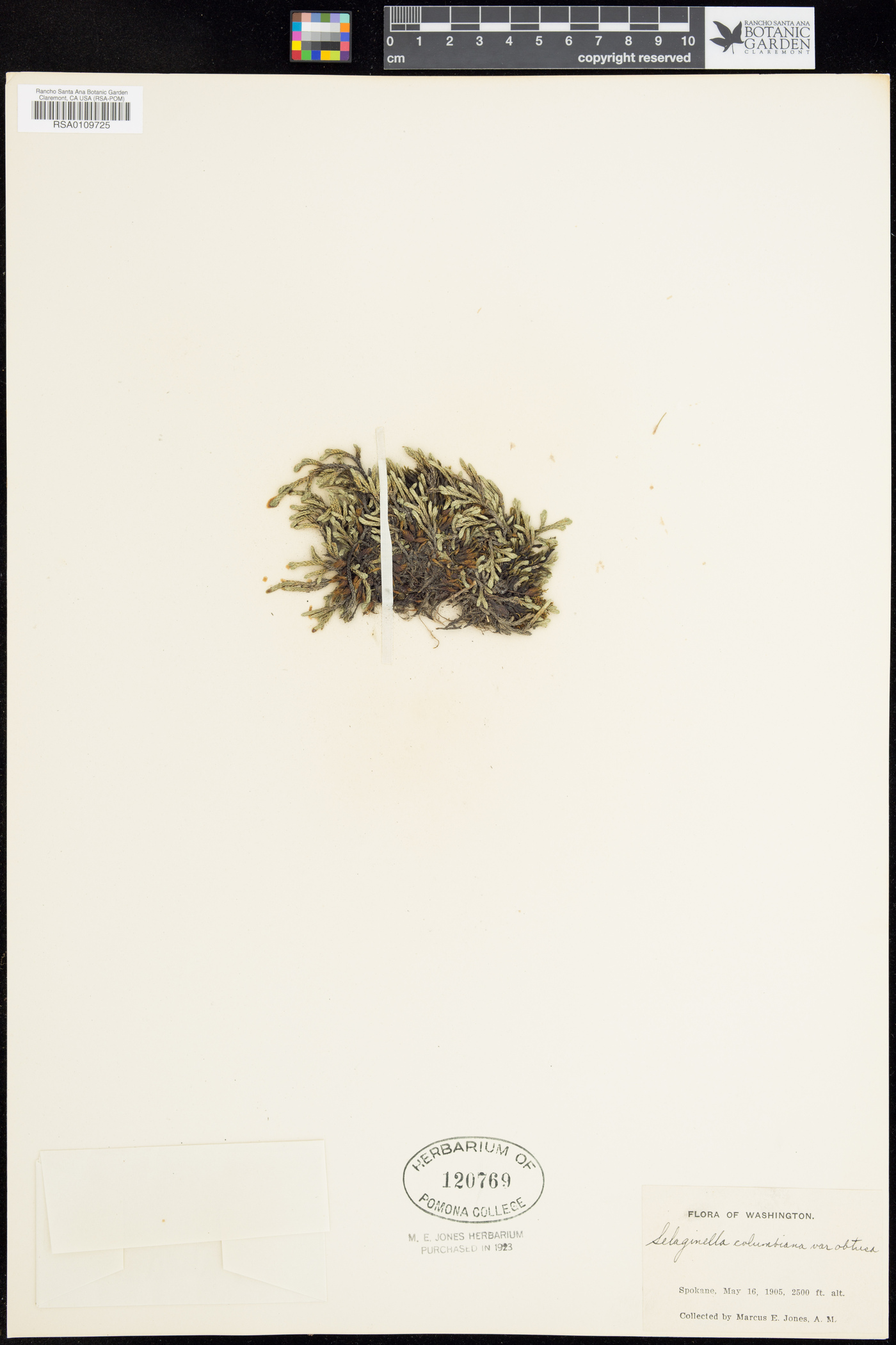 Selaginella columbiana image