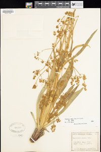 Valeriana edulis subsp. edulis image
