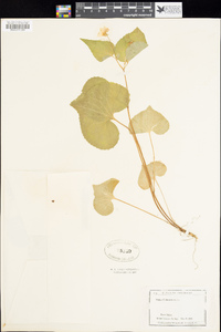 Viola canadensis image