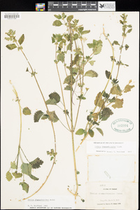 Urtica chamaedryoides image