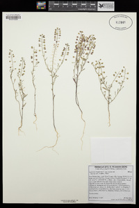 Lepidium virginicum subsp. virginicum image