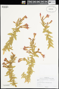 Epilobium canum subsp. latifolium image