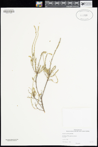 Lysinema ciliatum image