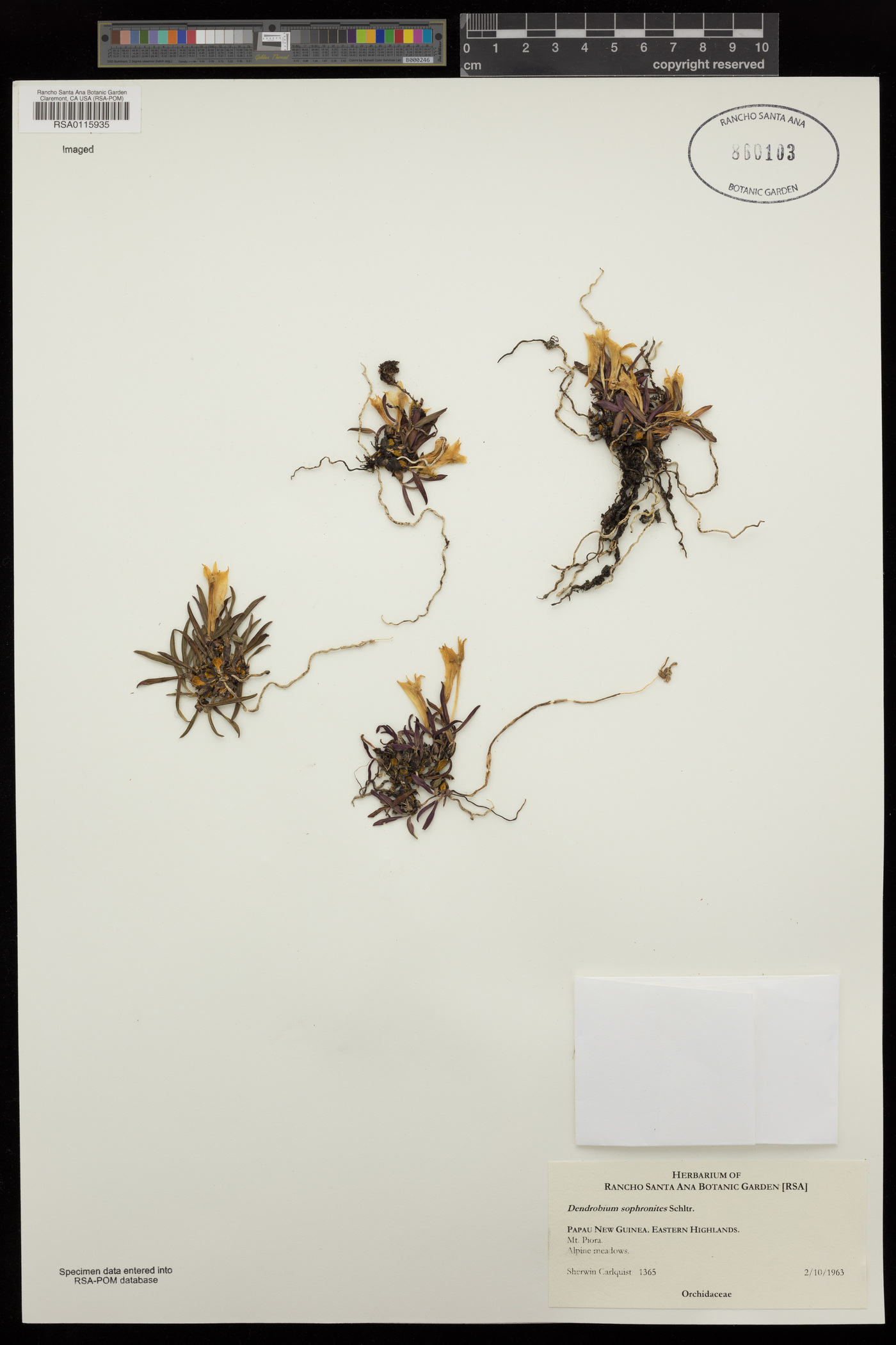 Dendrobium cuthbertsonii image