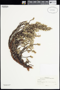 Image of Alchemilla argyrophylla