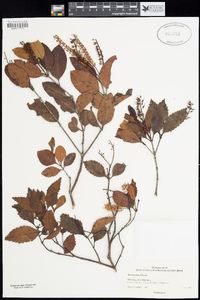 Image of Weinmannia silvicola