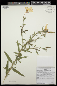 Oenothera elata image