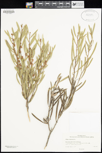 Image of Hakea oleifolia