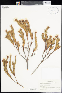Sphenotoma dracophylloides image