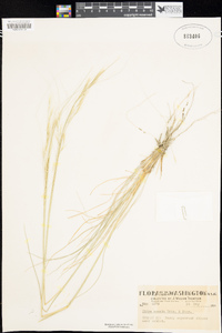 Hesperostipa comata var. comata image