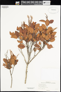 Image of Weinmannia racemosa