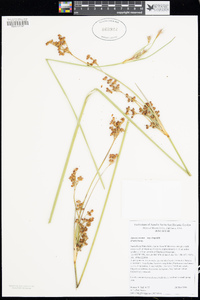 Juncus acutus image