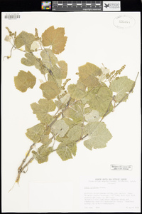 Vitis girdiana image