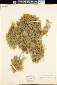 Juniperus scopulorum image