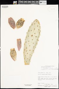 Opuntia phaeacantha var. castorea image