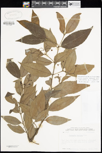 Daphnandra tenuipes image