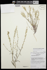 Thysanocarpus desertorum image