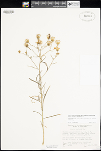 Senecio flaccidus var. douglasii image