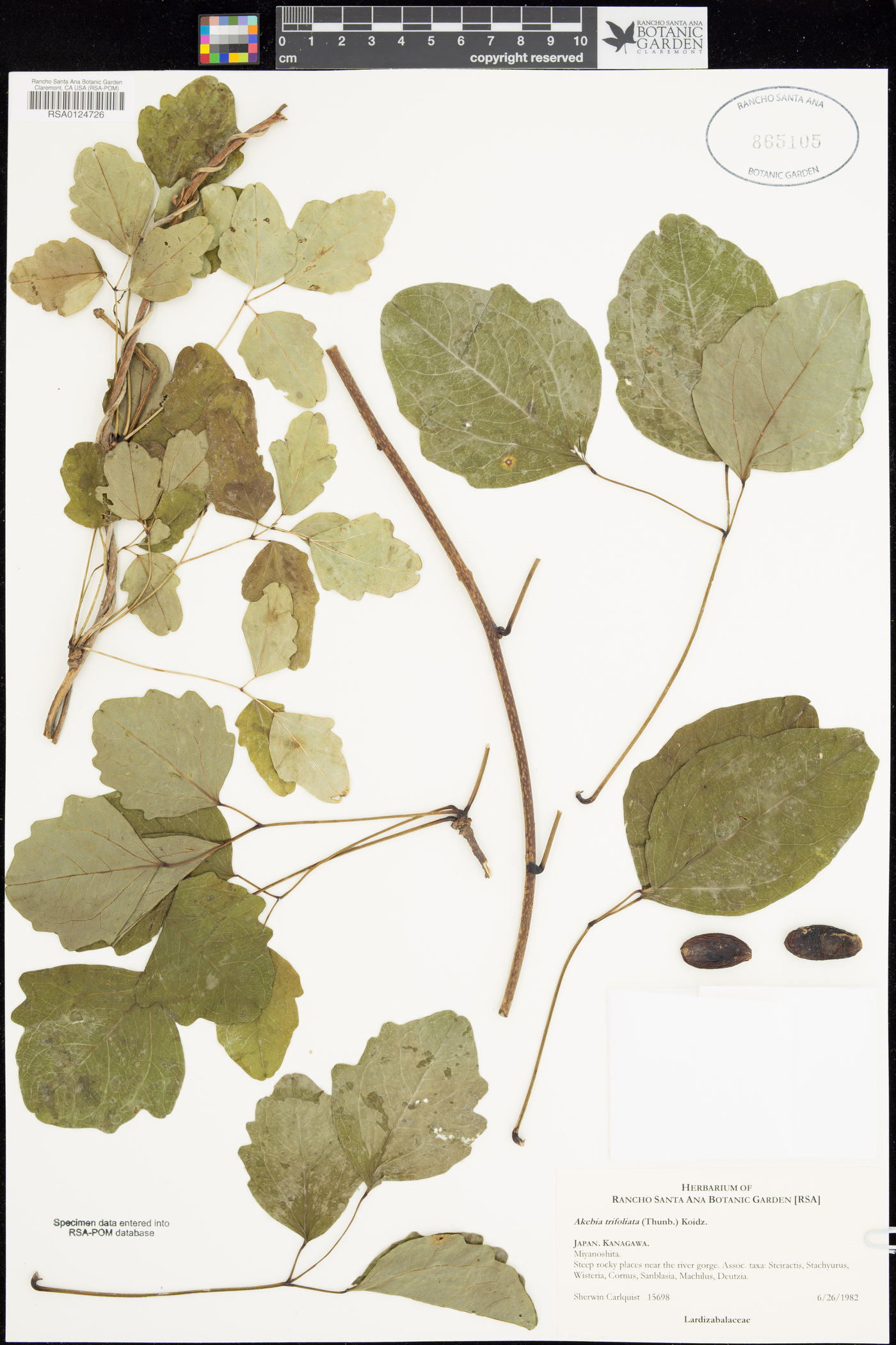 Lardizabalaceae image