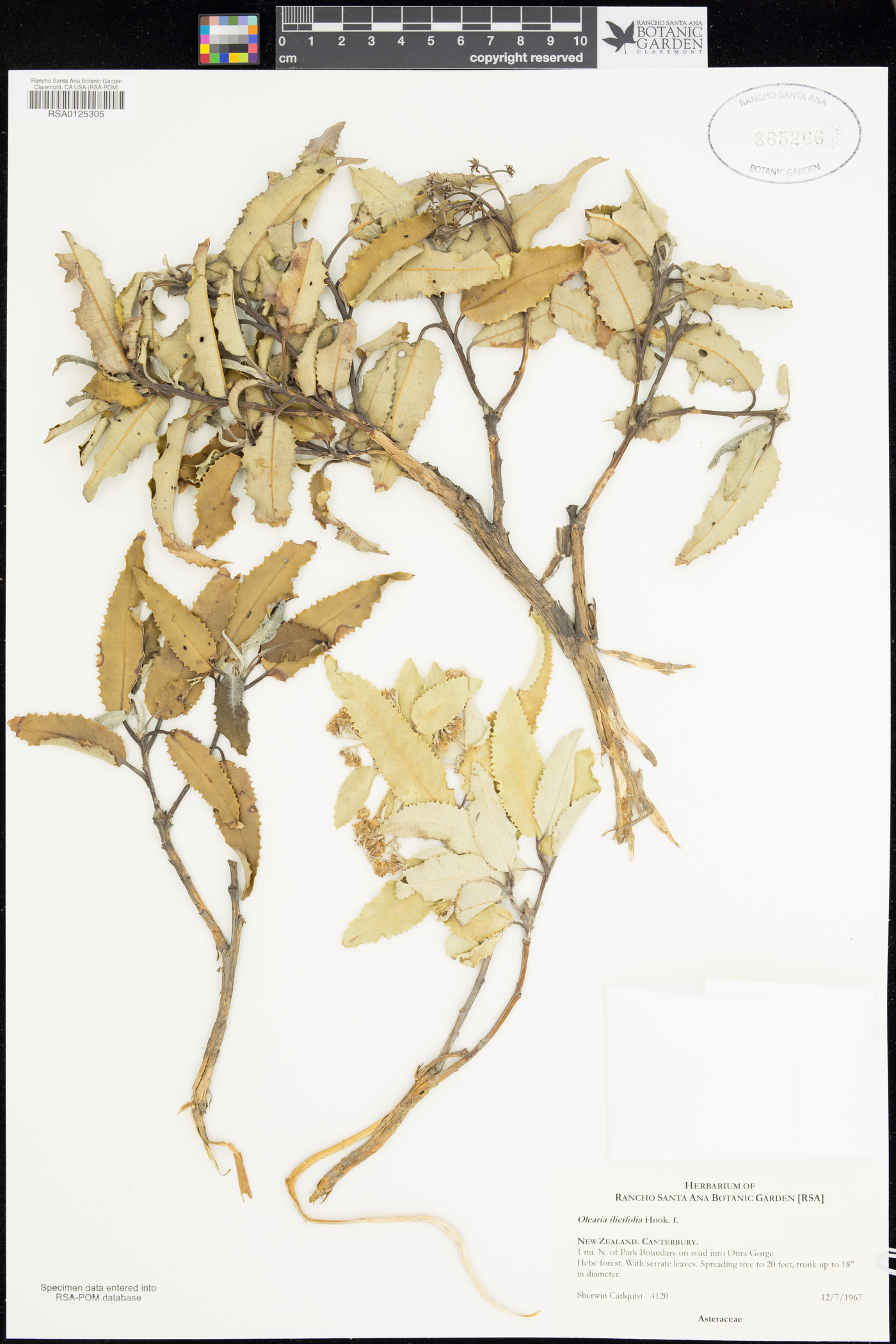 Olearia ilicifolia image