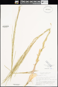 Turritis glabra image