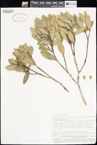 Image of Balanops sparsifolia