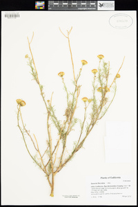 Senecio flaccidus image