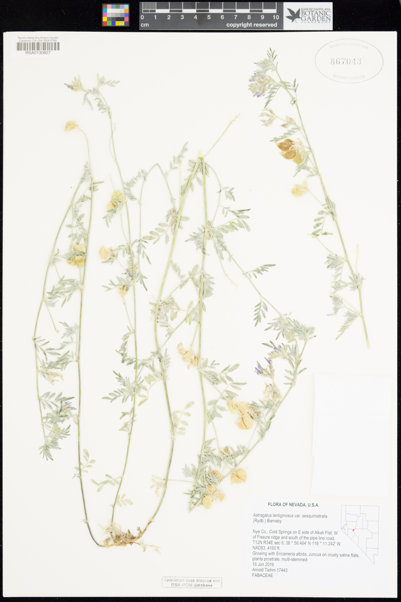 Astragalus lentiginosus var. sesquimetralis image