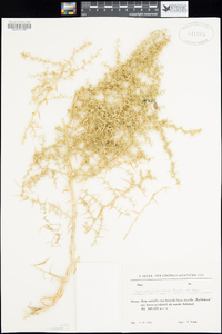 Image of Agriophyllum minus