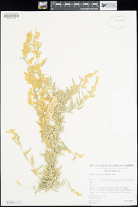 Atriplex canescens image