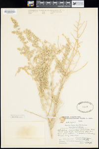 Atriplex canescens image