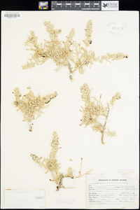 Atriplex canescens image