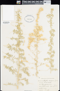 Atriplex canescens image